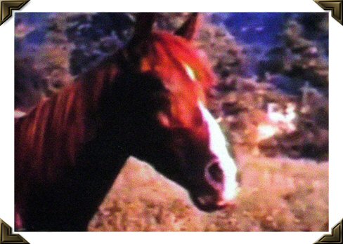 Flicka In Living Color
