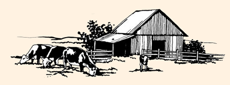 Cattle grazing near barn